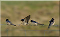 HP6313 : Swallows (Hirundo rustica), Northdale by Mike Pennington