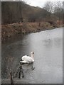 A flash in Sankey Valley Park