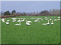 SU1410 : Mute Swans (Cygnus olor) by Maigheach-gheal