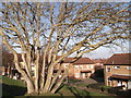 Large tree in Moat Housing Estate, Faversham