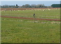 Sheep at Lower Lodge Farm