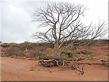 NT6378 : Forlorn tree at Hedderwick Sands by Oliver Dixon