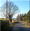 Tree and hedge-line road, Llanfihangel Tor-y-Mynydd