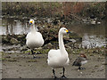 SO7104 : Bewick's Swans at Slimbridge by David Dixon
