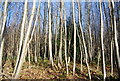 Coppiced trees