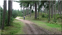 NO4727 : Tentsmuir Forest by Richard Webb