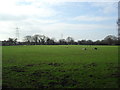 Farmland near Nailsea