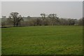 Trees on the Tamar flood plain