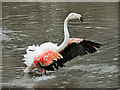 SO7104 : Greater Flamingo by David Dixon