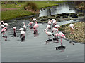 SO7204 : WWT Slimbridge : Lesser Flamingos by David Dixon