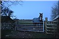 Mid Devon : Gogwell Farm Horse