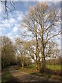 Trees by the lane, Tamar valley