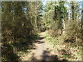 Hethfelton Wood, path