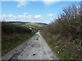 South Downs Way west to Hill Barn