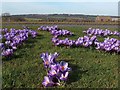 Crocuses on the roadside in Coal Aston