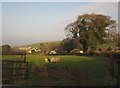 Sheep at South Petherwin