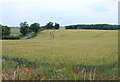 Wheatfield with poppies