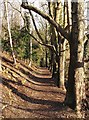 Cockshott Wood in early March