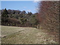 Path South Of Selborne Hill