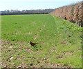 SO3603 : Pheasant in a field near Llancayo by Jaggery