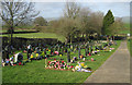 Flower at Minsterley cemetery