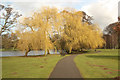 SK9668 : Weeping Willow by Richard Croft