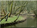 SK1673 : Trees by a bend in the River Wye by Andrew Hill