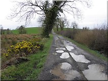 H4269 : Country lane with pot-holes by Kenneth  Allen