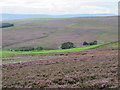 Moorland above Steward Shield Meadow