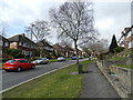 Suburban road with silver birch trees