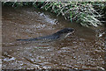 NY5162 : An otter in the River Irthing by Walter Baxter