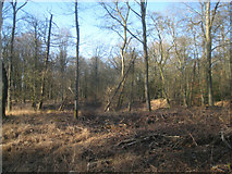 SU5337 : Looking into Micheldever Woods by Mr Ignavy