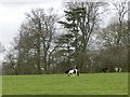 Ponies grazing in field, Mickleover