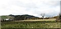 Sheep on the edge of the Castlewellan Forest Park