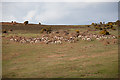 Fallow Deer on Hyde Common, New Forest