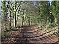 Wooded track near Eveley Farm