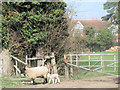 Waiting by the Gateway at Wilstone Great Farm