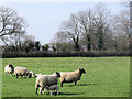 Lambing Time at Wilstone Great Farm