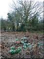 Snowdrops (Galanthus nivalis), Cholesbury Bottom