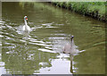 Swans near Wheelock, Cheshire