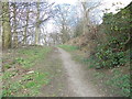 Woodland Track - Shay Lane