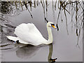SD7908 : Mute Swan, Manchester, Bury and Bolton Canal by David Dixon