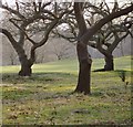 TQ2270 : Oak trees on the golf course, Wimbledon Common by Stefan Czapski