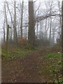 Footpath through Smoothway Wood to Biddlecombe