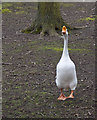 SJ5689 : A white Chinese goose by Ian Greig