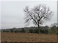 Winter tree in ploughed field