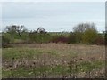 Sheep grazing near Rennington