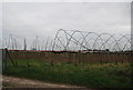 Polytunnels, School Lane