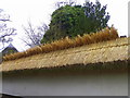 Thatching the wall, Bishopstone