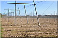 Hop field at Bosbury